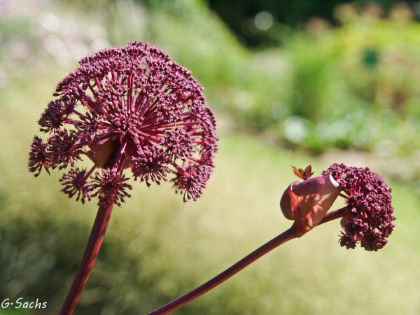 Angelica atropurpurea, Foto vom 19.8. (© Spender 319)