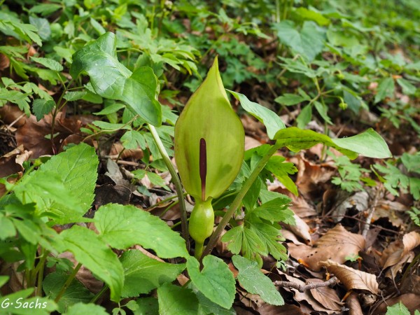 Arum maculatum, Foto vom 30.4. (© Spender 319)
