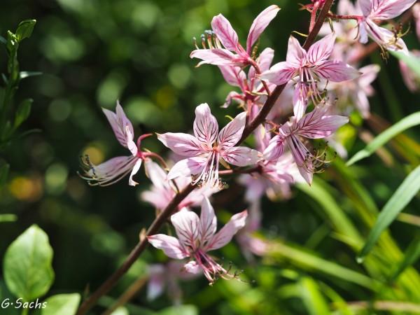 Dictamnus albus, Foto vom 19.5. (© Spender 319)