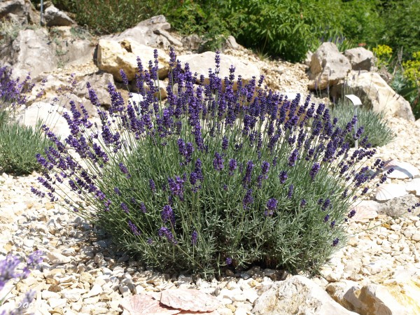 Lavandula angustifolia `Imperial Gem´, Foto vom 2.7. (© Spender 319)