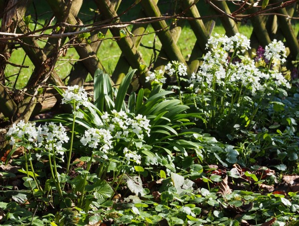 Pachyphragma grandiflora, Foto vom 23.3. (© Spender 319)