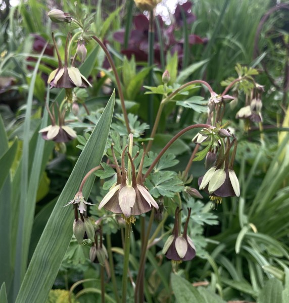 Aquilegia viridiflora 'Chocolate Soldier' (© Spender 419)