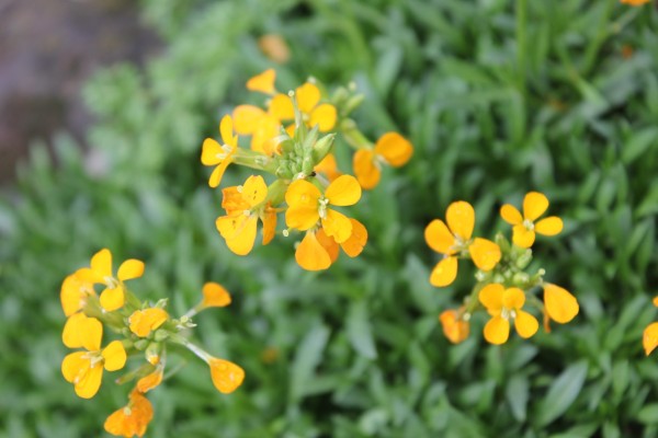 Erysimum pulchellum, Foto vom 12.5. (© Spender 86)