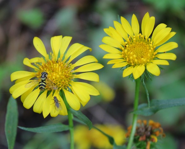 Grindelia squarrosa (© Spender 86)