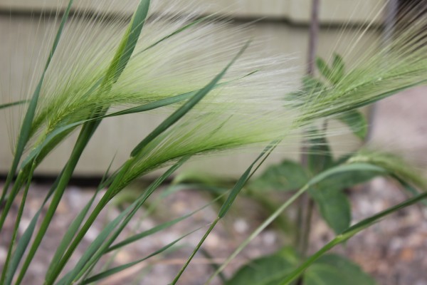 Hordeum jubatum, Foto vom 2.7. (© Spender 86)