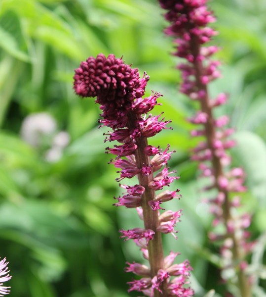 Lysimachia atropurpurea, Foto vom 16.5. (© Spender 86)
