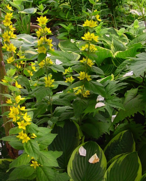 Lysimachia punctata, Foto vom 12.7. (© Spender 419)