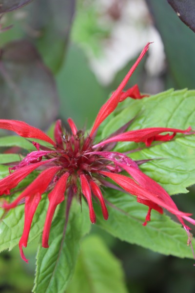 Monarda didyma `Squaw´, Foto vom 10.9. (© Spender 86)