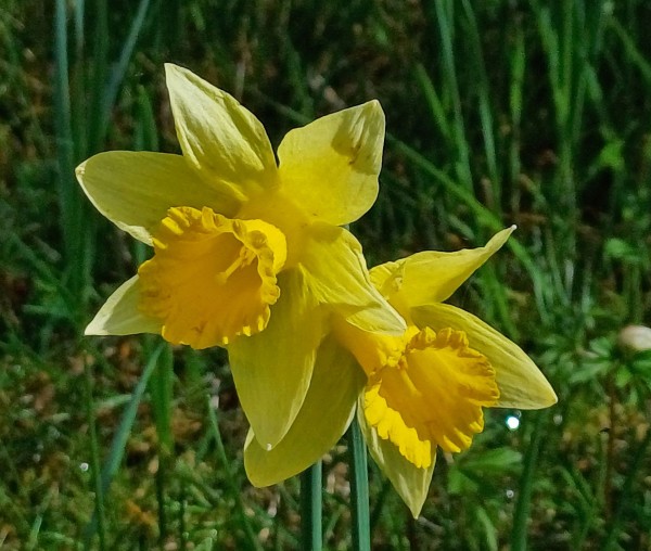 Narcissus pseudonarcissus, Foto vom 6.4. (© Spender 55)