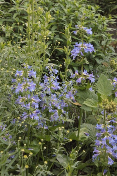 Penstemon ovatus, Foto vom 9.6. (© Spender 86)