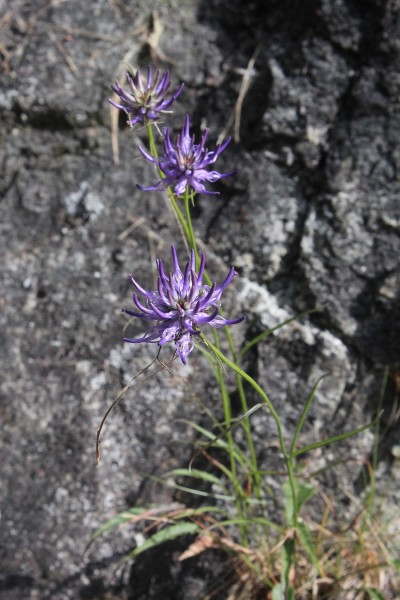 Phyteuma scheuchzeri (© Spender 55)