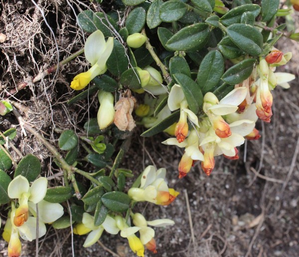 Polygaloides chamaebuxus, Foto vom 2.6. (© Spender 55)