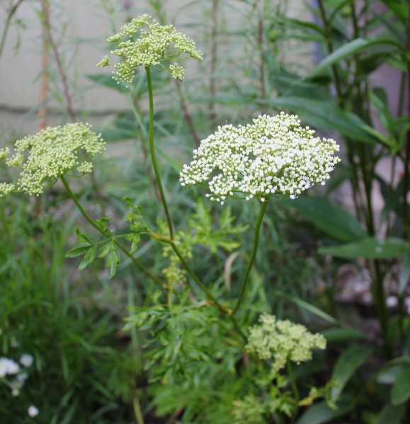 Libanotis pyrenaica subsp. pyrenaica, Foto vom 12.6. (© Spender 86)