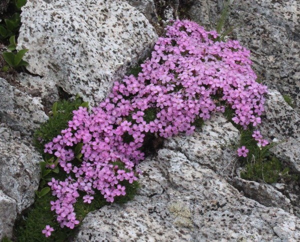 Silene acaulis, Foto vom 20.6. am Naturstandort (© Spender 55)