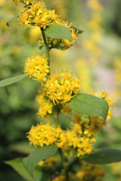 Solidago flexicaulis, Foto vom 19.9. (© Spender 86)