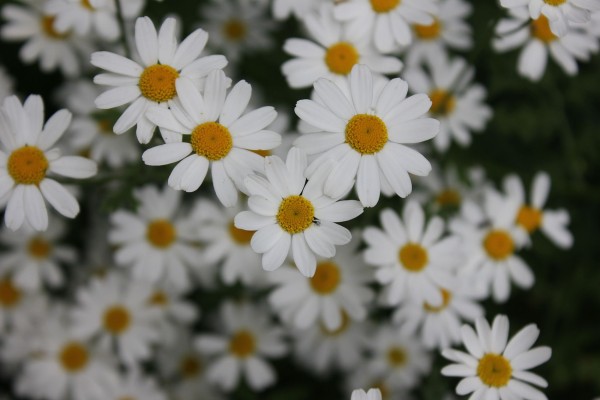 Tanacetum niveum, Foto vom 12.6. (© Spender 86)