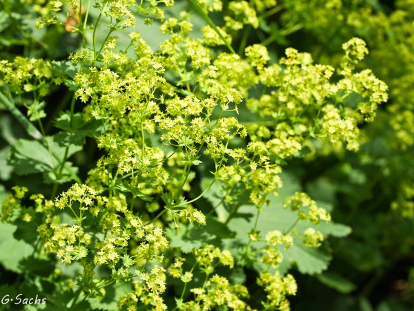 Alchemilla mollis, foto vom 18.6. (© Spender 319)