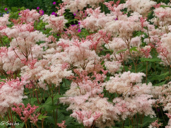Filipendula digitata, Foto vom 13.6. (© Spender 319)