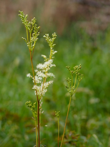 Filipendula ulmaria, Foto vom 17.8. (© Spender 319)