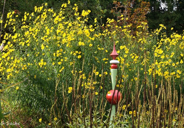 Helianthus salicifolius, Foto vom 14.10. (© Spender 319)