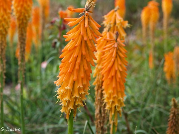 Kniphofia galpinii, Foto vom 14.10. (© Spender 319)