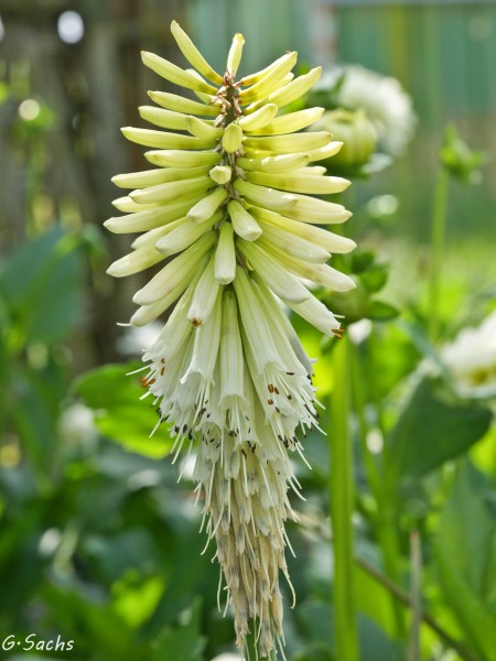 Kniphofia uvaria `Ice Cream´,  Foto vom 23.7. (© Spender 319)