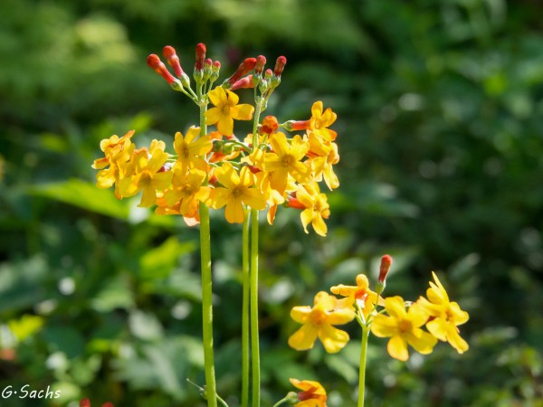 Primula bulleyana, Foto vom 18.5. (© Spender 319)