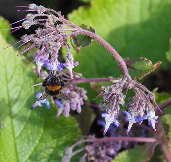 Trachystemon orientalis, Foto vom 16.3. (© Spender 319)