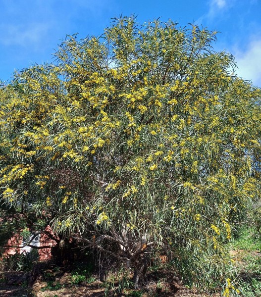 Acacia saligna, Foto vom 25.2. auf La Palma (© Spender 55)