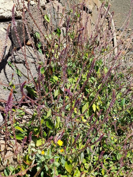 Achyranthes aspera, Foto vom 27.2. auf La Palma (© Spender 55)