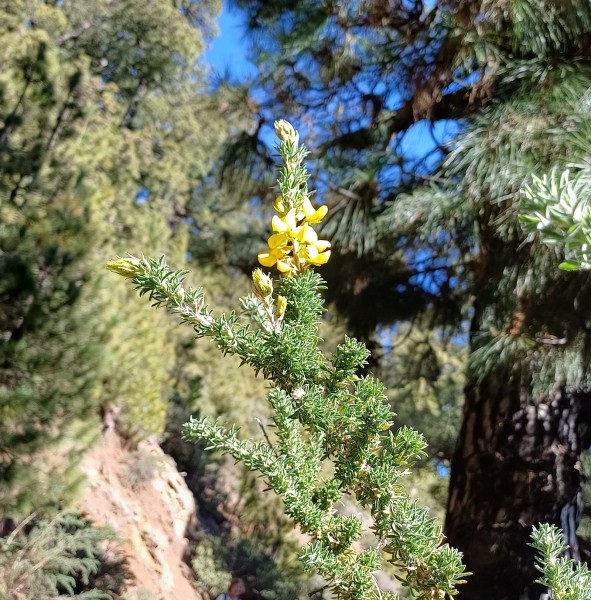 Adenocarpus viscosus, Foto am 25.2. auf La Palma (© Spender 55)