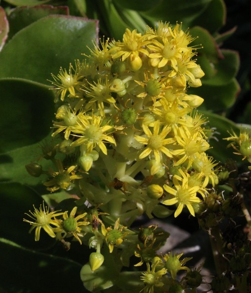 Aeonium arboreum, Foto vom 19.2. auf La Palma (© Spender 55)