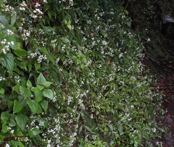 Ageratina riparia, Foto vom 18.2. auf La Palma (© Spender 55)