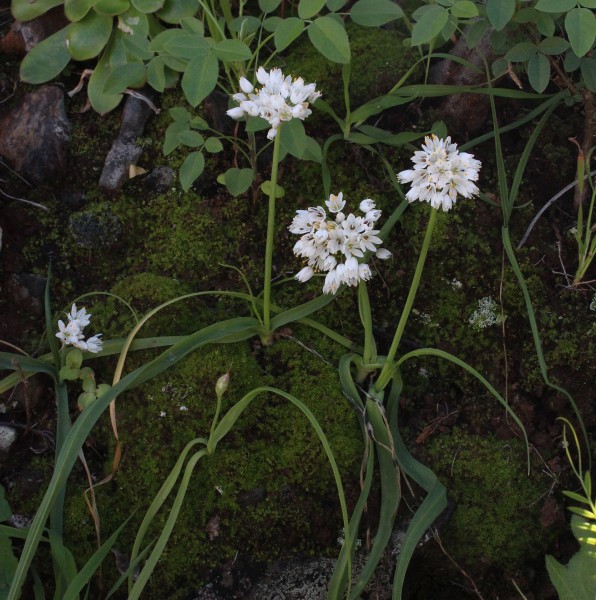 Allium subvillosum, Foto vom 21.2. auf La Palma (© Spender 55)