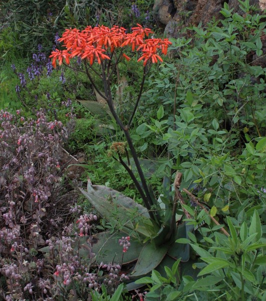 Aloe striata, Foto vom 24.2. auf La Palma (© Spender 55)