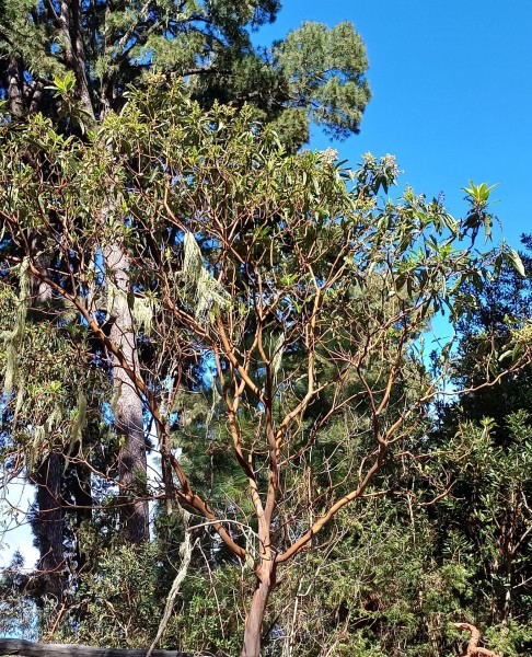 Arbutus canariensis, Foto vom 29.2. auf La Palma (© Spender 55)