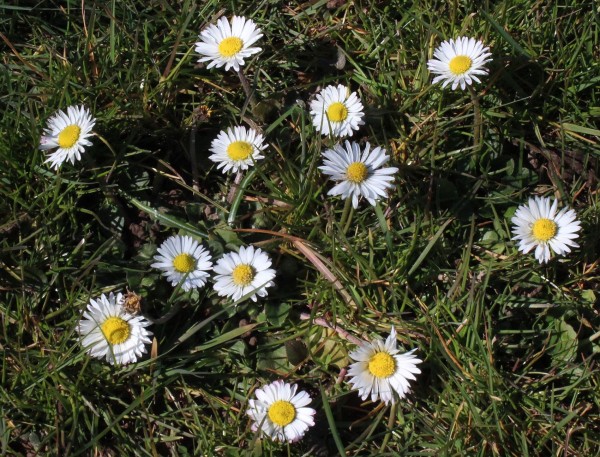 Bellis perennis, Foto vom 6.3. (© Spender 55)