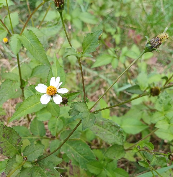 Bidens pilosa, Foto vom 7.7. (© Spender 55)