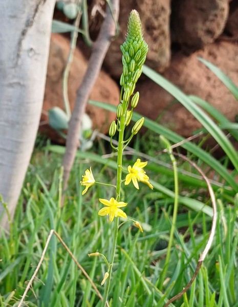 Bulbine bulbosa, Foto vom 22.2. auf La Palma (© Spender 55)