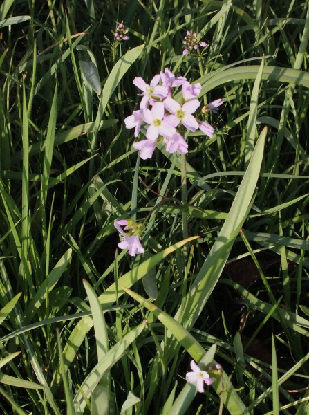 Cardamine pratensis, Foto vom 29.3. (© Spender 55)