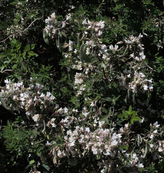 Chamaecytisus proliferus, Foto vom 21.2. auf La Palma (© Spender 55)
