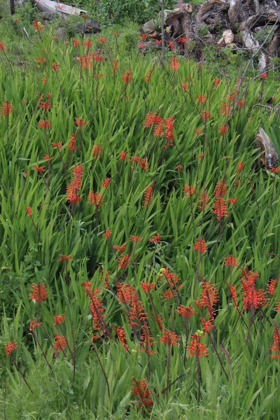 Chasmanthe aethiopica, Foto vom 16.2. auf La Palma (© Spender 55)