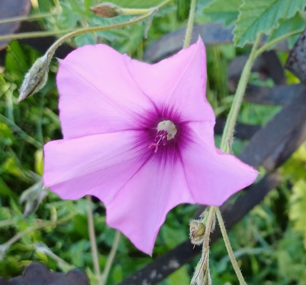Convolvulus althaeoides, Foto vom 19.2. auf La Palma (© Spender 55)