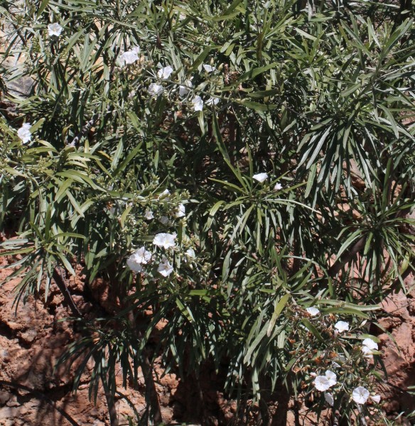 Convolvulus floridus, Foto vom 23.2. auf La Palma (© Spender 55)