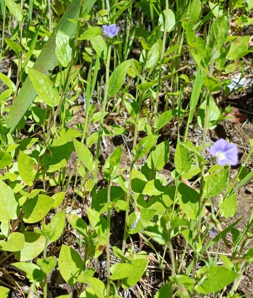Convolvulus siculus, Foto vom 27.2. auf La Palma (© Spender 55)