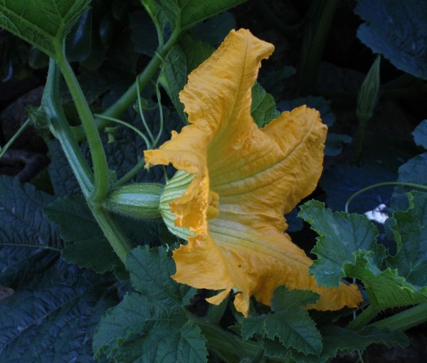 Cucurbita pepo (Zucchini), Foto vom 5.8. (© Spender 55)