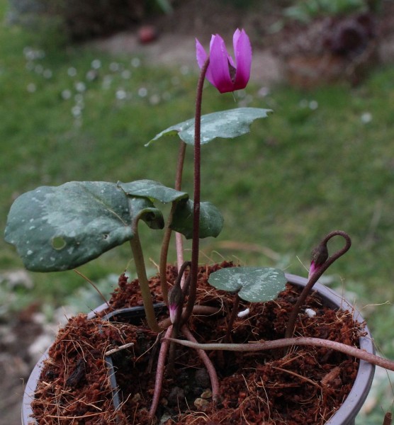 Cyclamen repandum, foto vom 13.3. (© Spender 55)