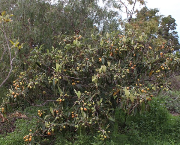 Eriobotrya japonica, Foto vom 16.2. auf La Palma (© Spender 55)