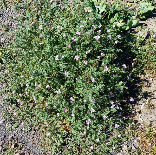 Erodium cicutarium, Foto vom 19.2. auf La Palma (© Spender 55)