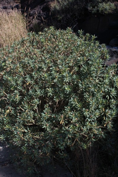 Euphorbia balsamifera, Foto vom 24.2. auf La Palma (© Spender 55)